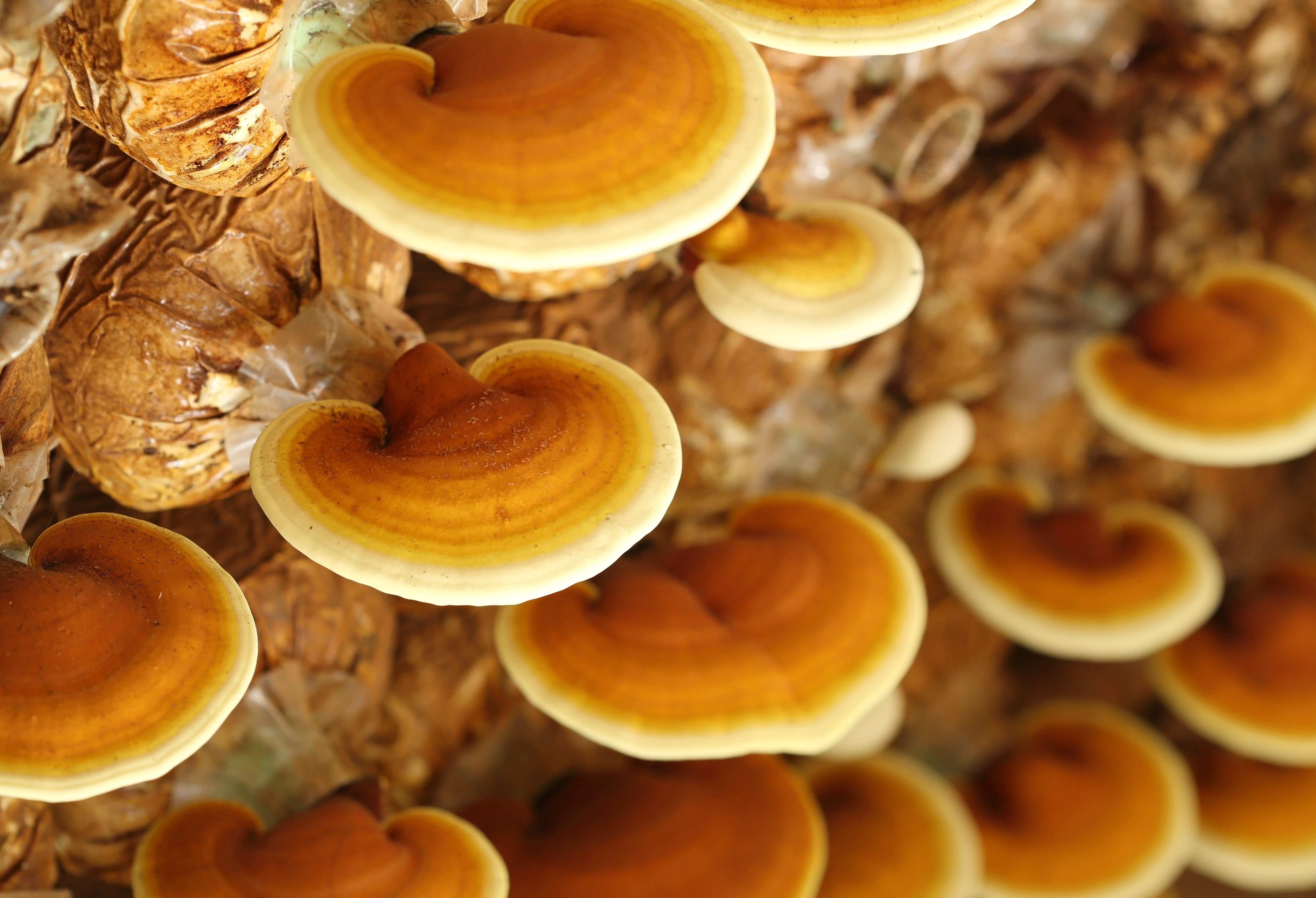 Hongo reishi cosecha rebel roots