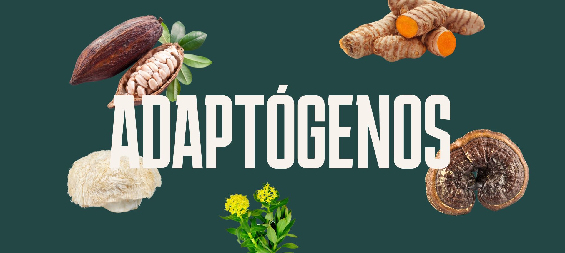 adaptógenos rebel roots
